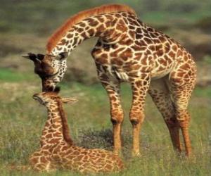 пазл Семья жирафов